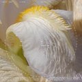 Benjamin Damage - U Dream