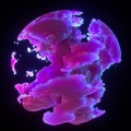 Komoya - Common