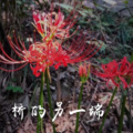 墨紫 - 共同渡过