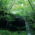 喵儿不要跑 - 自然白噪音：小溪流水叮叮咚