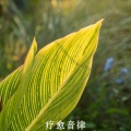 浮生治愈 极度舒缓温柔放松轻音乐纯音乐聆听