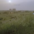 Wildflower