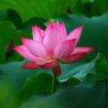 修清净心 - 大慈大悲观世音菩萨