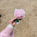 奶盐昔昔 - My Dear Love