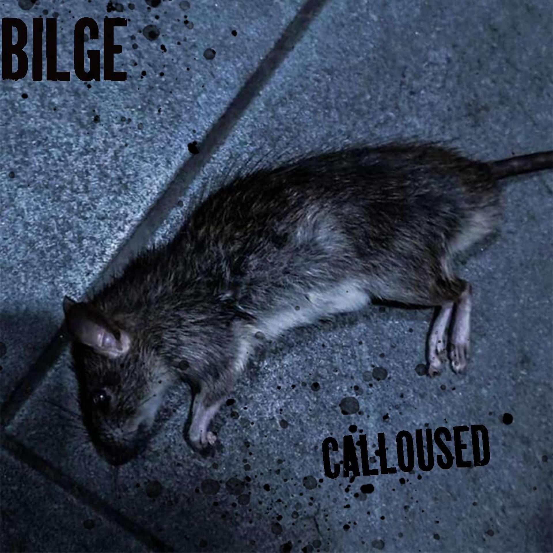 Bilge - Ding