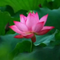 修清净心 - 大慈大悲观世音菩萨