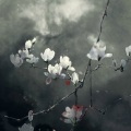 挪挪Noh - 小棋童