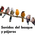 Sonido Del Bosque y Naturaleza、Sonido y Cantos de Pajaros、Sonidos De Aves - Tropicales Aves Sonidos