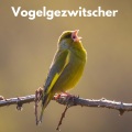 Waldgeräusche、Vogelgezwitscher、Waldgeräusche zum Schlafen - Abendstimmung am Waldrand
