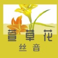 丝音_Silk - 萱草花