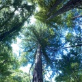 In the Redwoods