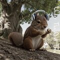 Loafing Squirrel - Nutty by nature