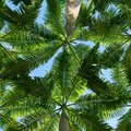 Noble Beats - Tropical