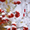 DJ阿带、DJ沸羊羊 - 我要的不是雪
