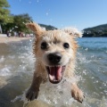 Tesoros del bosque、Ondas en streaming、Música para Mascotas - Olas De Sinfonía De La Mascota