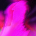 Reticent