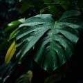 Armonía Etérea Del Spa: Gotas De Lluvia Tranquilas