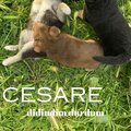 Cesare - Kalp Hırsızı