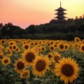 sunflowers (纯音乐)