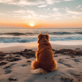 Sonidos de la Naturaleza Música de la Naturaleza、Domingos por el Océano、Perros y gatos felices - Huellas De Cantata De La Pata Oceánica