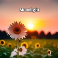 Moonlight