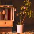 Wunderkind - Spring
