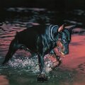 Walk With Me (Explicit)