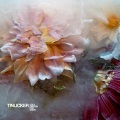 Tinlicker、Nathan Nicholson - Staring Down Sunset (feat. Nathan Nicholson)