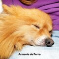 Colectivo De Música Para Perros、Musica para Perros Clásico、Perros que se Quedan en Casa - Suite de Serenidad Canina