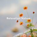 Zen Ambiance D'eau Calme、Oasis de Musique Nature Relaxante、Naturel Relaxation Ambiance - Bruit de nature relaxant