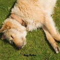 Dog Relax、Sleep Doggie、Music For Dog Relaxation - Zen Woofscape Melody