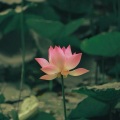 赵东俊 - 平心静气