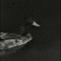 Lago - Luh (Solo)