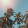 conkarah、Vintage Reggae Soundsystem、Small Jam、Petro Moyez - Sunset Island