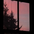 Foxtails - dereliction