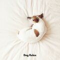 Dog Relax