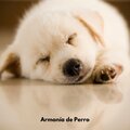 Armonía de Perro