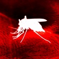 FASTIDIO (Explicit)