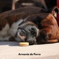 Armonía de Perro