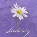 LordHeeDictator、陈Mo.R - Daisy