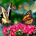 追梦 - 红尘蝶恋