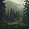 Deep Sleep Vacuum Cleaners、Mother Nature Sound FX、Elysium Fields - Gentle Pitter-Patter for Sleep