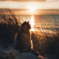 Grillos Cantantes、chabolas de mar、Jukebox de música de gato - Sonidos Oceánicos Tranquilos Para Los Felinos