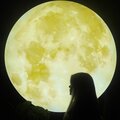 张依诺 - 过季短袖
