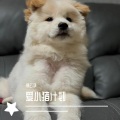 楚云净 - 麦兜响当当