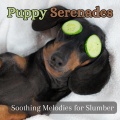 Pet Sandman、Calming for Dogs - Lullaby Serenade: Harmonious Dreams