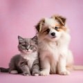 Armonía Binaural Para Mascotas: Tonos De Relajación