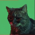 Sad Cat (Meowing)