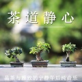 轻松养生馆 - 细品香茗·慢时光曲