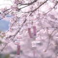 吴小蟹、川加页 - 广岛之恋